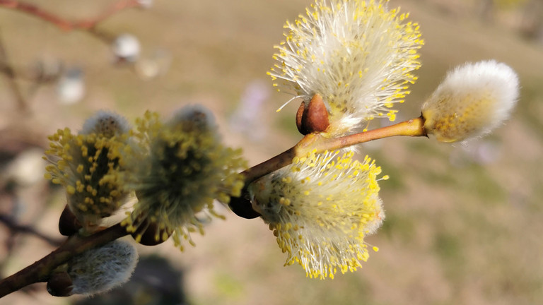 Symbolbild Zweig Weidenkätzchen Symbolbild Zweig Weidenkätzchen